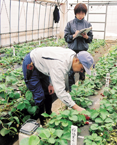 いちごは良品・下物の区別と重さを測る