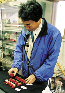 いちごの糖度や酸度などを調査する